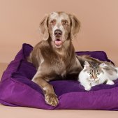 Hund und Katze im Studio