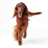 laufender Irish Setter