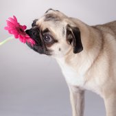 Tierfotografie Mops mit Blume