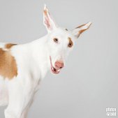 Podenco