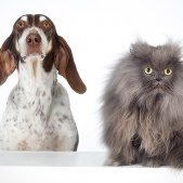 Portrait Hund und Katze
