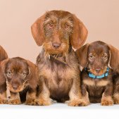 Welpen Fotoshooting München