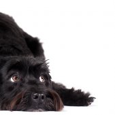 Zwergschnauzer im Fotostudio